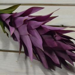 Umelý kvet kurkuma - fialová (V:90cm) 062